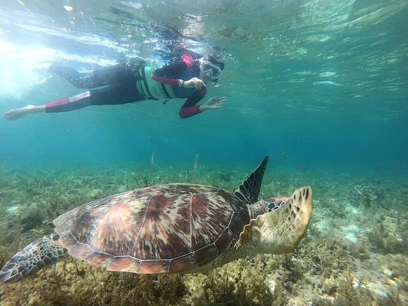 Oslob: Whale Shark Tour with Sumilon & Moalboal Snorkeling - Key points to know before booking