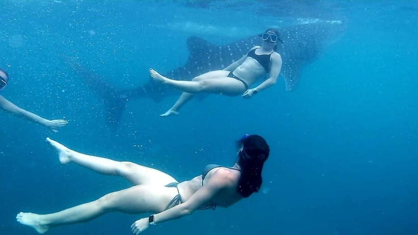 Oslob: Whale Shark Tour with Sumilon & Moalboal Snorkeling - Is $81 a good value?