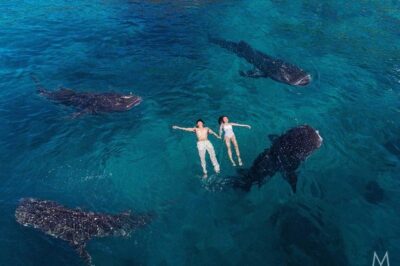 Oslob Whale Shark & Tumalog Falls & Kawasan Falls Canyoneering