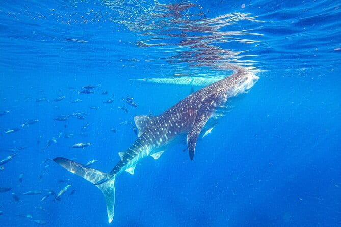 Oslob Whale Shark & Tumalog Waterfalls & Sumilon Sandbar - Key points to know before booking