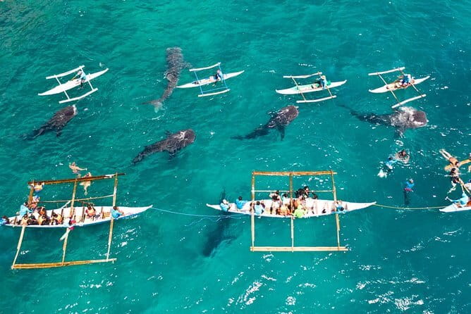 Oslob Whale Shark & Tumalog Waterfalls & Sumilon Sandbar - Waiting at BCD’s Place