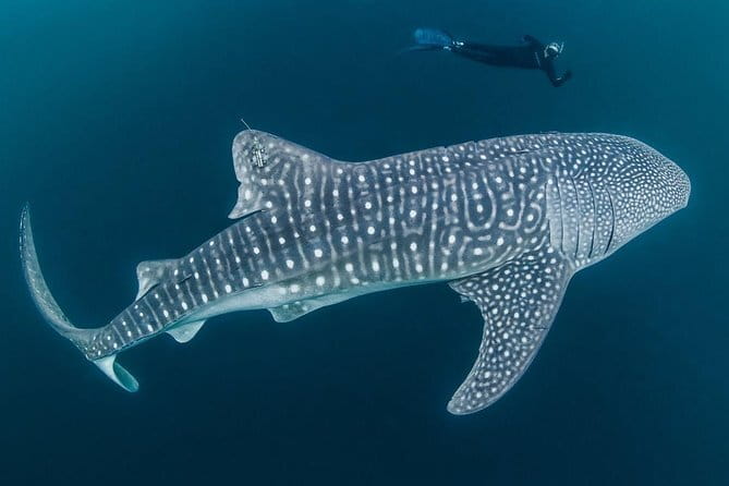 Oslob Whale Shark & Tumalog Waterfalls & Sumilon Sandbar - Lunch and the costs beyond the tour price