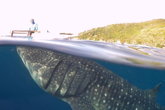 Oslob Whale Shark & Tumalog Waterfalls & Sumilon Sandbar - How hard is the day?