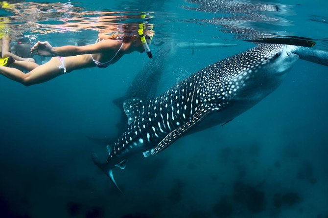 Oslob Whale Shark Watching - Why the 4 a.m. start matters