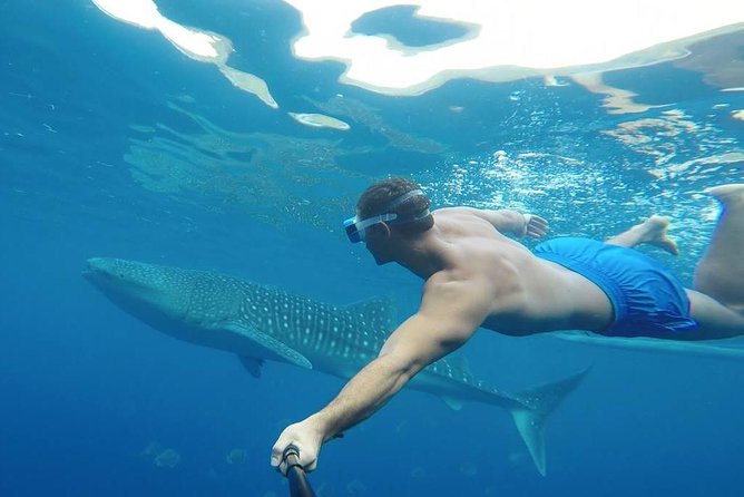 Oslob Whale Shark Watching - Drivers and guides can shape the whole day