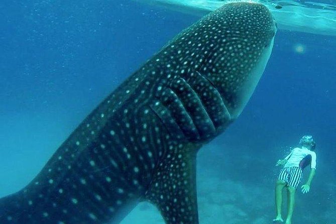 Oslob Whale Shark watching + Canyoneering Adventure Tour - Why this Cebu combination makes sense