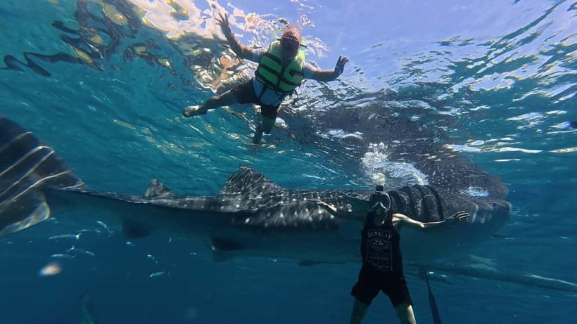 Oslob: Whale Shark Watching Private tour - Key points to know before you book