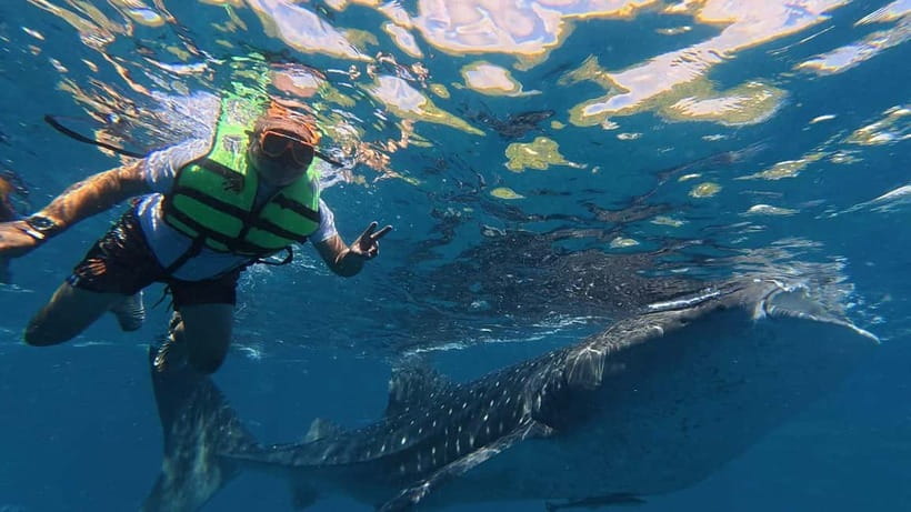 Oslob: Whale Shark Watching Private tour - The ethical question behind the experience