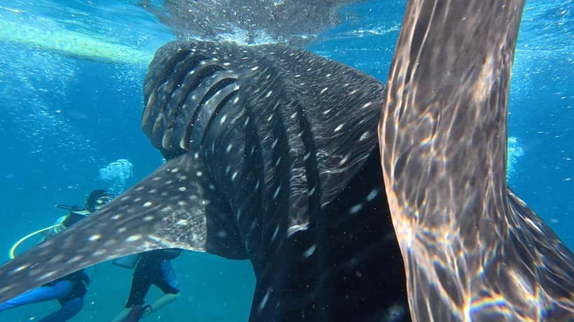 Oslob: Whale Shark Watching Private tour - A private format with useful practical benefits