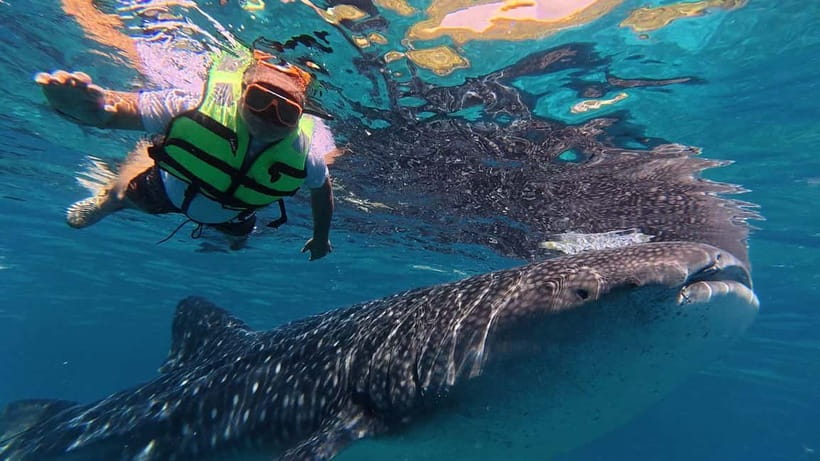 Oslob: Whale Shark Watching Private tour - Kawasan Falls adds the active second half