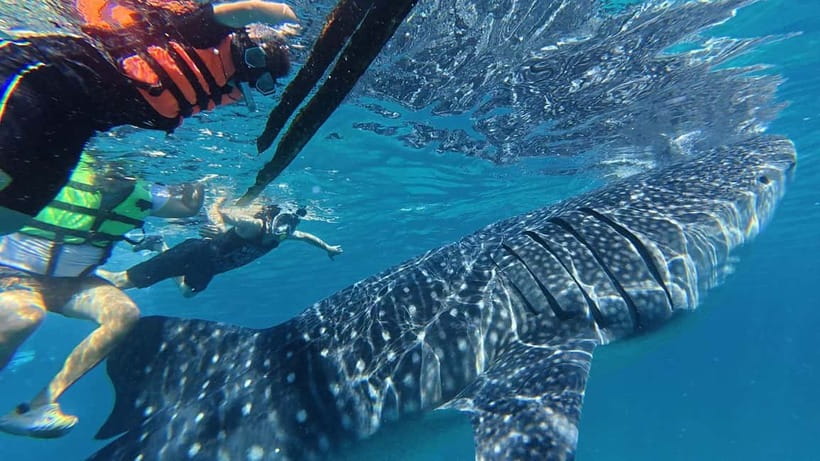 Oslob: Whale Shark Watching Private tour - Who will enjoy this tour most?