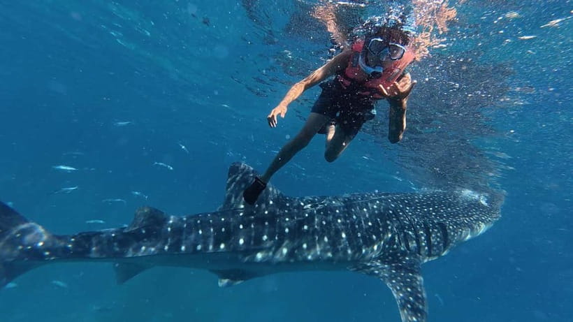 Oslob: Whale Shark Watching Private tour - Meeting the whale sharks at Tan-awan