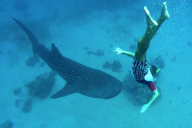 Oslob Whale Shark Watching - Getting ready for the whale shark encounter