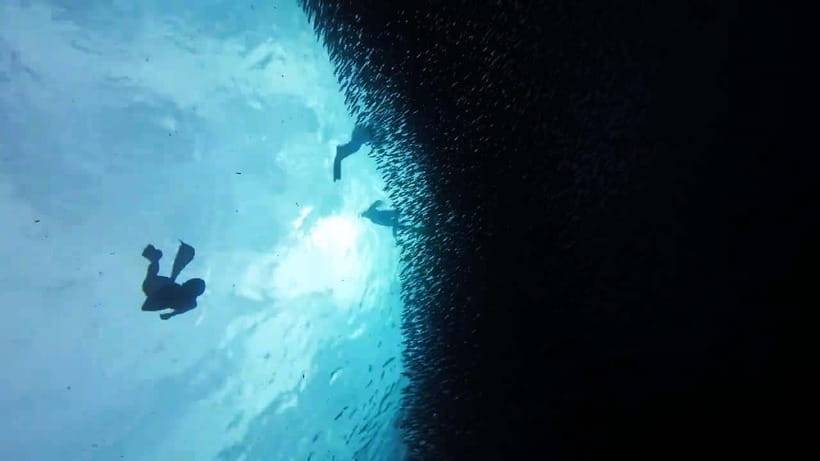 Oslob: Whale Sharks, Inambakan Falls & Moalboal Sardines - Moalboal’s sardine run is the grand finale