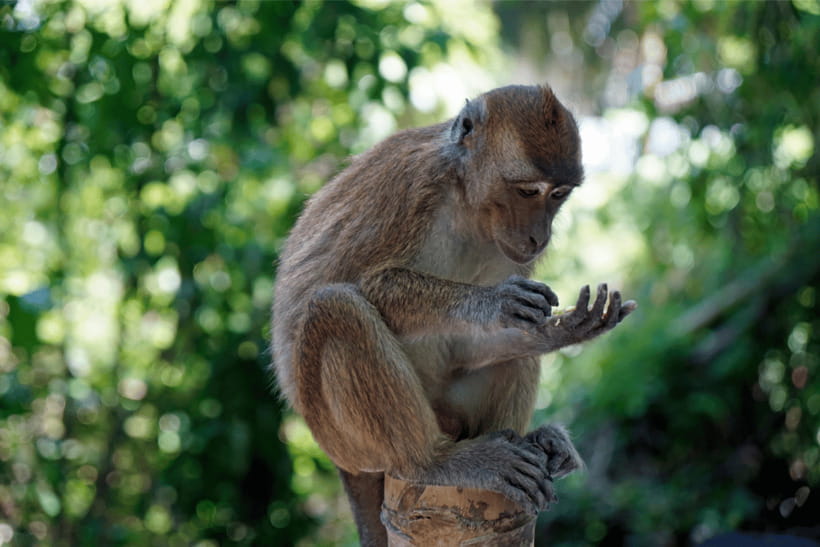 Oslob: Whale Sharks, Tumalog Falls, & Monkey Sanctuary Tour - Who will enjoy this day most?