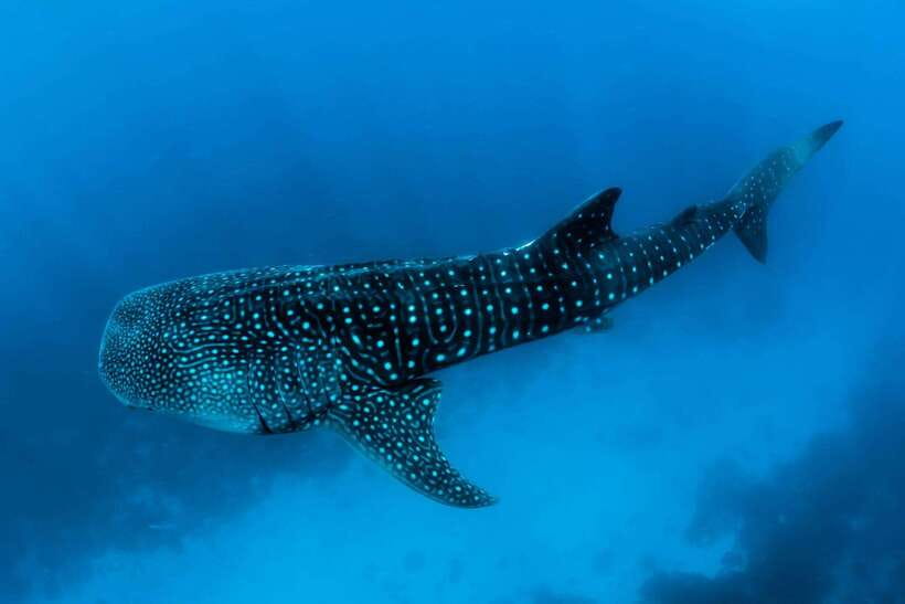 Oslob: Whale Sharks, Tumalog Falls, & Monkey Sanctuary Tour - Practical details before you book