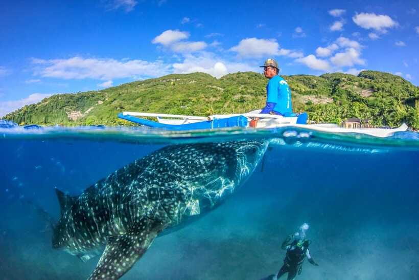 Oslob: Whale Sharks, Tumalog Falls, & Monkey Sanctuary Tour - Should you book the Oslob day trip?