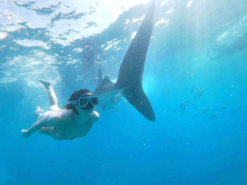 Oslob: Whale Sharks, Tumalog Falls & Sumilon Trio Adventure - The Early Road to Oslob