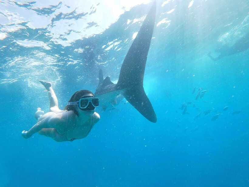Oslob: Whale Sharks, Tumalog Falls & Sumilon Trio Adventure - Practical Tips Before You Pay