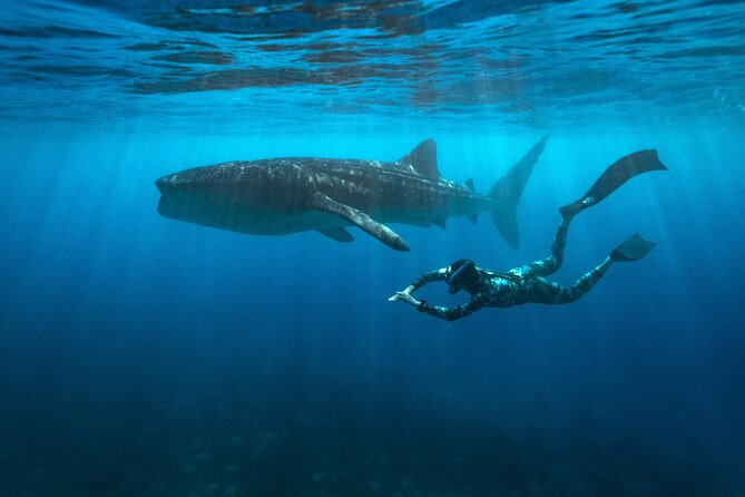 Oslob Whaleshark and Kawasan Falls Tour - Key Points Before You Book