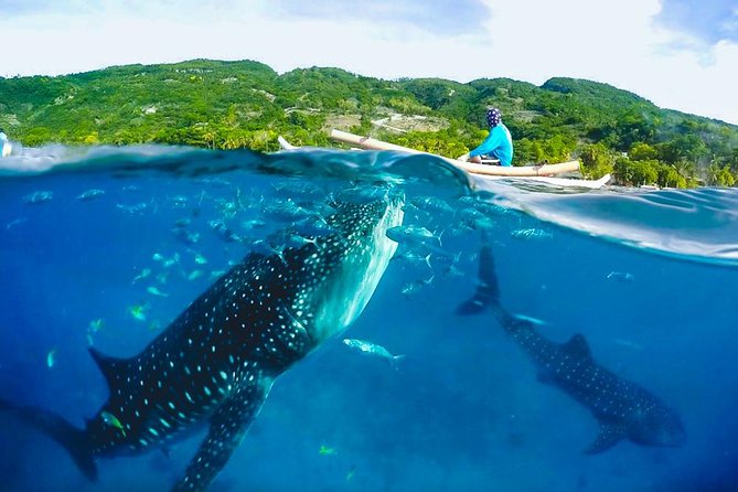 Oslob Whaleshark and Kawasan Falls Tour - The 3 a.m. Start and the Long Road to Oslob