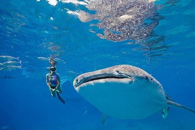 Oslob Whaleshark & Kawasan Falls Tour - Two famous Cebu sights in one long day