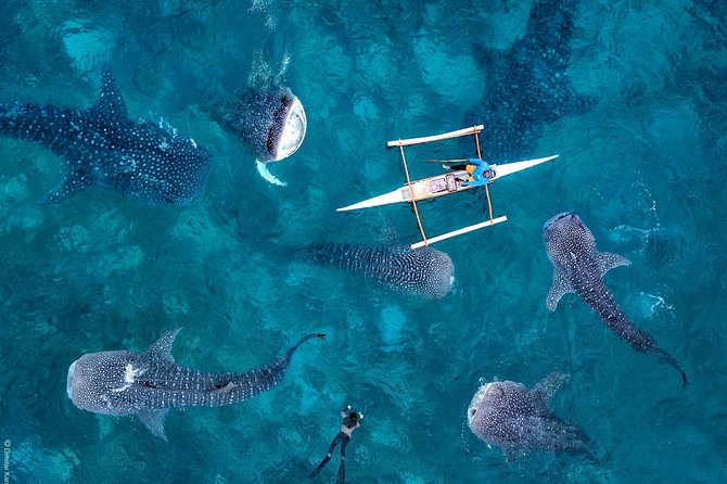 Oslob Whaleshark & Kawasan Falls Tour - The long transfer from Oslob to Badian