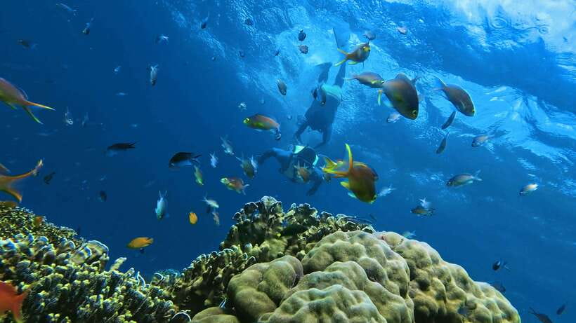 Oslob: Whaleshark Swimming, Inambakan Falls & Moalboal Tour - Why this South Cebu combination works