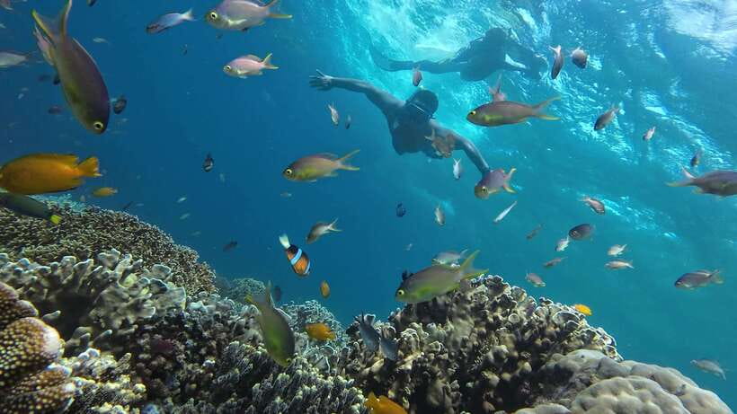 Oslob: Whaleshark Swimming, Inambakan Falls & Moalboal Tour - Who will enjoy this tour most