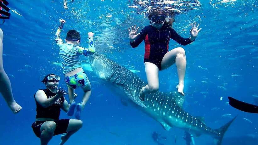 Oslob: Whaleshark Swimming, Inambakan Falls & Moalboal Tour - The 3:00 AM pickup and long road south
