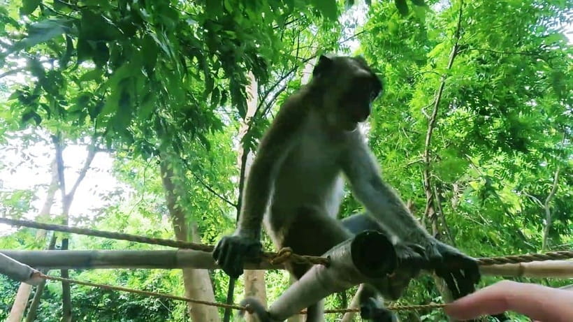Oslob: Whaleshark Watching, Sumilon Island & Monkey Viewing - Breakfast in Oslob and the practical rhythm of the morning
