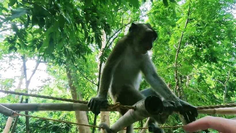 Oslob: Whaleshark Watching, Sumilon Island & Monkey Viewing - Sumilon Island: the calmest part of the outing