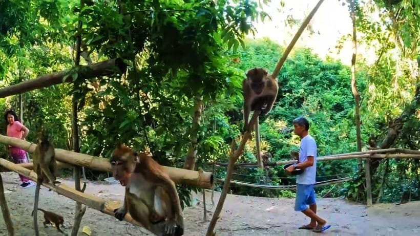 Oslob: Whaleshark Watching, Sumilon Island & Monkey Viewing - Monkey Viewing: short, funny, and not a full wildlife walk