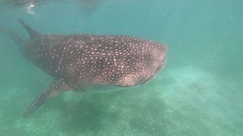 Oslob: Whaleshark Watching, Sumilon Island & Monkey Viewing - What the $81 price actually buys