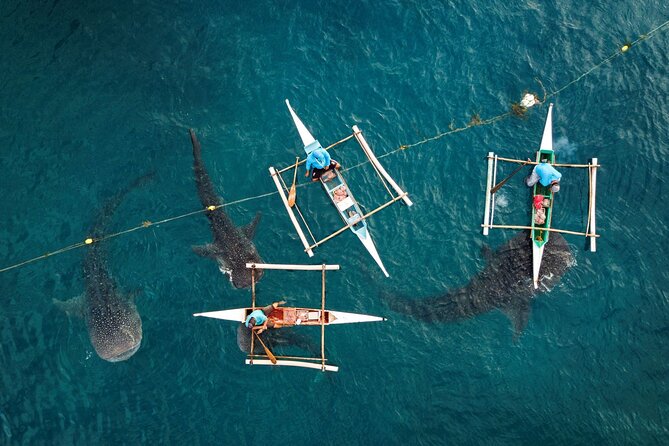 Oslob Whaleshark with Sumilon Island - Tumalog Falls and its umbrella-like cascade