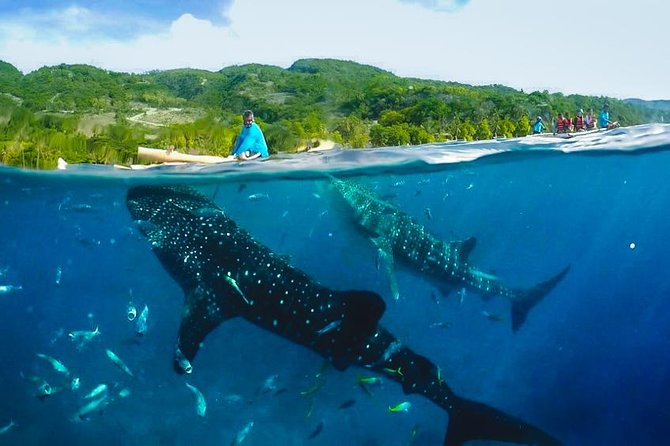 Oslob Whaleshark with Sumilon Island - The 3:00 am start and the road south