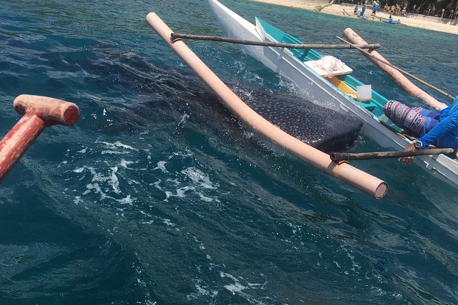 Oslob Whalesharks & Aguinid Falls w/ Sumilon Sandbar (3in1) - One very early road to Oslob