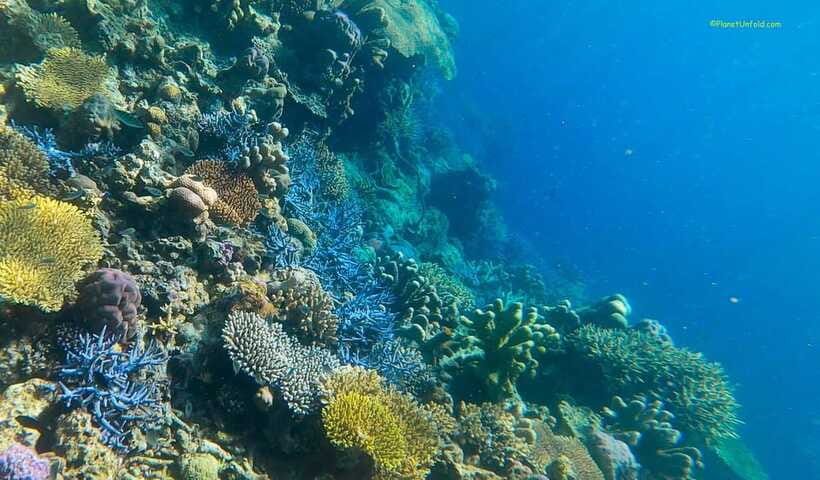 Palawan: Coron Island Super Ultimate Private Tour - Reef Garden and Coral Garden
