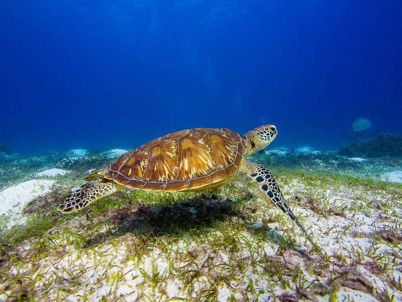Pamilacan island: Dolphins, snorkel, lunch and walking tour - From Panglao to the open Bohol Sea
