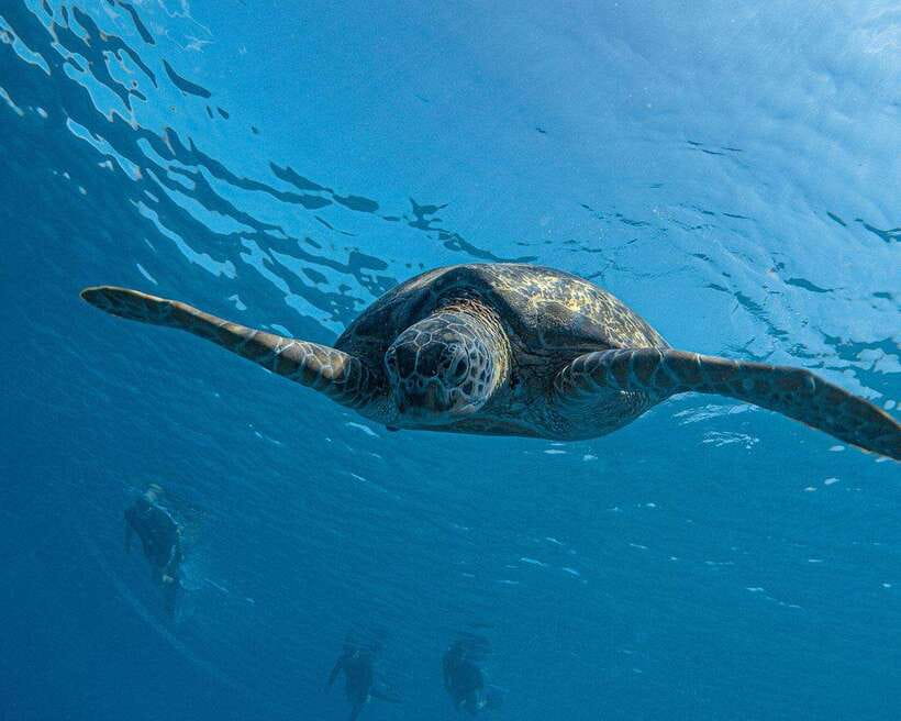 Panglao Bohol: Balicasag Island Hopping & Dolphin Watching - The six-hour pace and physical effort