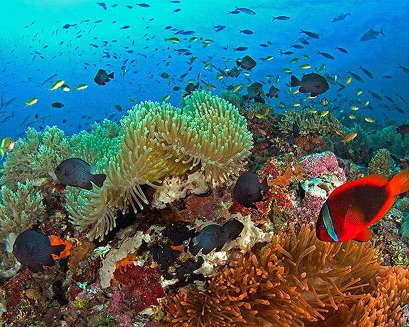 Panglao Bohol: Balicasag Island Hopping & Dolphin Watching - Dolphin watching between Panglao and Balicasag