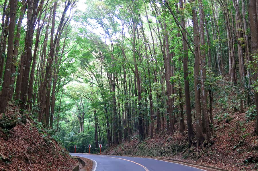 Panglao: Dao, Forests, and Tarsier Sanctuary Tour with Lunch - Passing beneath the Man-Made Forest