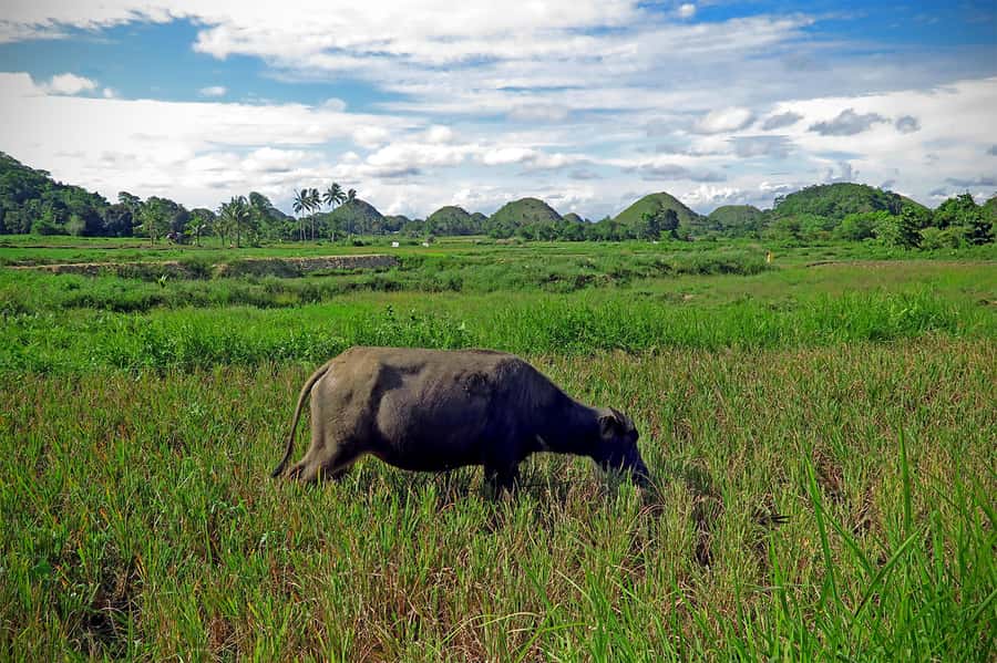Panglao: Dao, Forests, and Tarsier Sanctuary Tour with Lunch - Walking through Bilar’s countryside