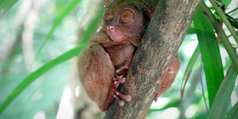 Panglao: Dao, Forests, and Tarsier Sanctuary Tour with Lunch - Cooling off at a jungle waterfall