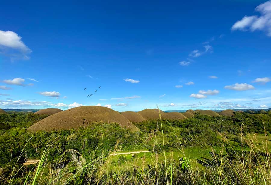 Panglao: Dao, Forests, and Tarsier Sanctuary Tour with Lunch - Starting at Dao market in Tagbilaran
