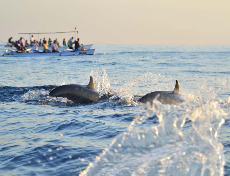 Panglao: Island Hopping w/Balicasag (Shared) - Who Will Get the Most From This Tour
