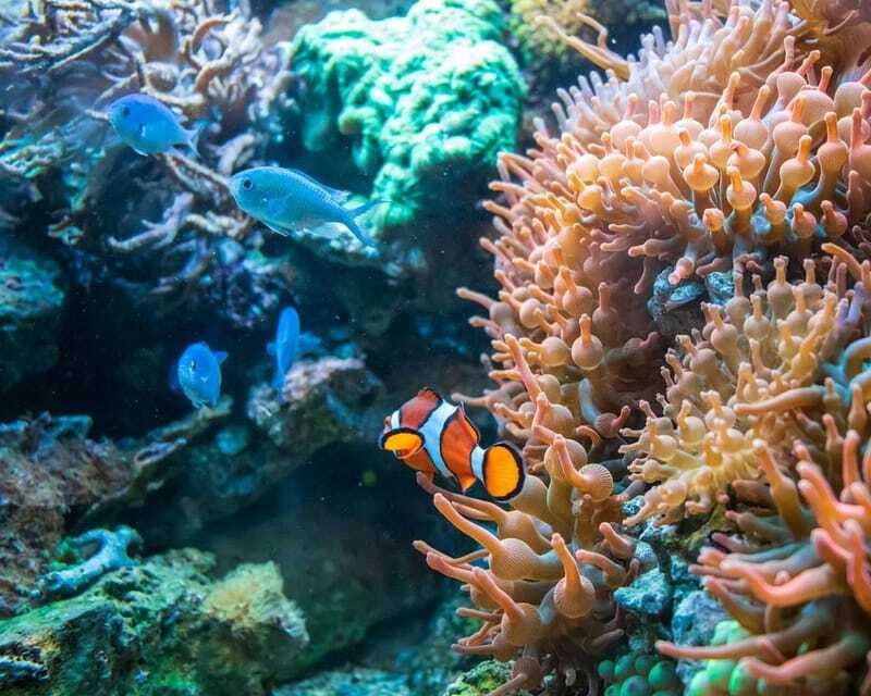 Panglao: Snorkeling at NapalingReef with Sardines Experience - Who should book this Napaling Reef experience?