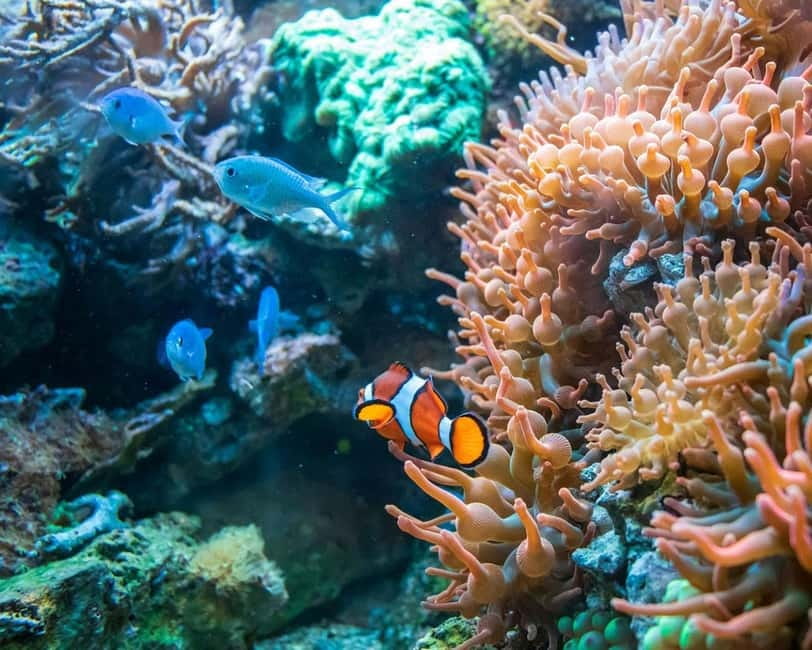 Panglao: Snorkeling at NapalingReef with Sardines Experience - Starting at Freedive Academy Panglao