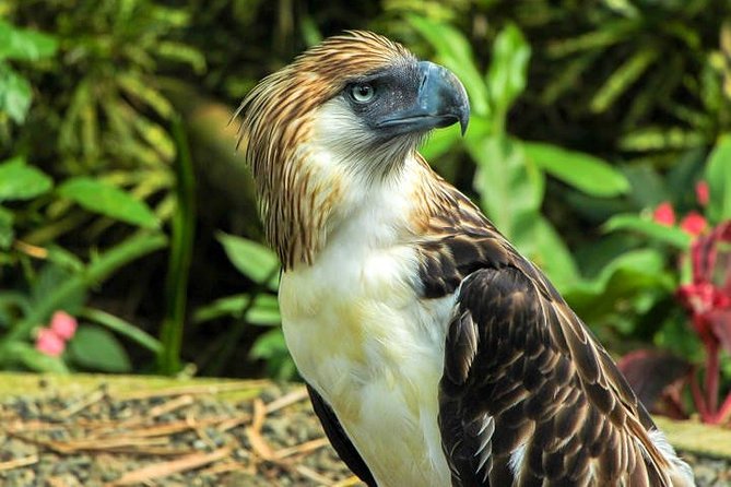 Philippine Eagle Center/Shopping - Key things to know before booking