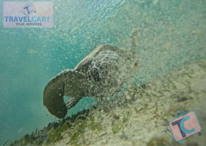 PORT BARTON: Full-day Shared Island Hopping Tour A - The sandbar and its starfish